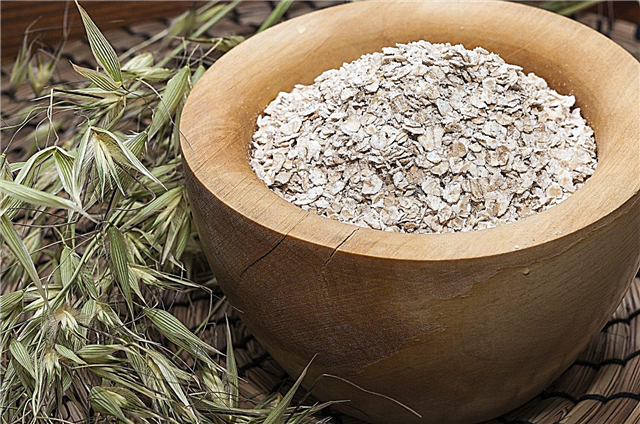 Utilisations de la farine d'avoine dans les jardins: conseils sur l'utilisation de la farine d'avoine pour les plantes