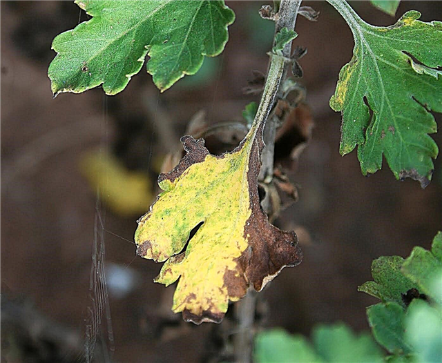 Третиране на жълти листа върху хризантема: причини за жълтите листа на хризантемата
