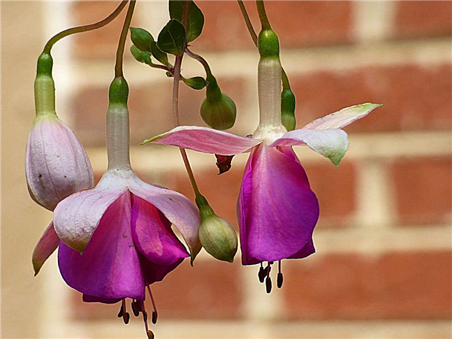 زهور الفوشيا - نباتات فوشيا السنوية أو الدائمة