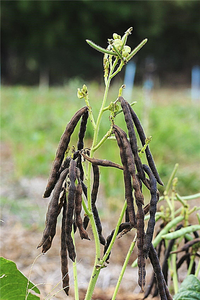 Informations sur les haricots mungo - Apprenez à cultiver des haricots mungo