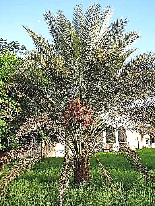 Toddy Palm Tree Info - تعرف على نمو Toddy Palms