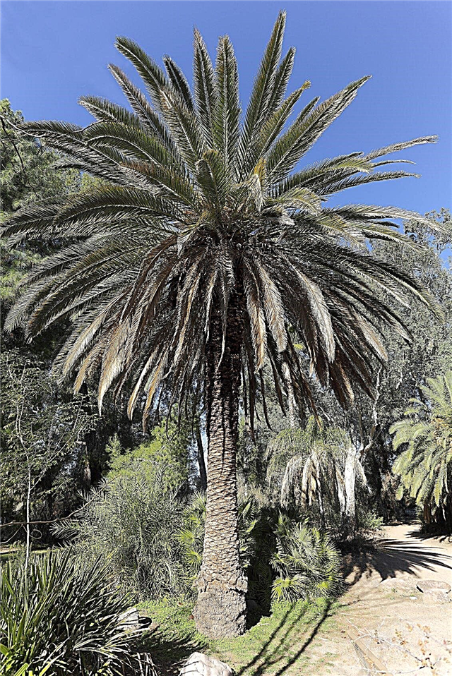 Gojenje palme Kanarske palme: Nega palme Kanarskega otoka
