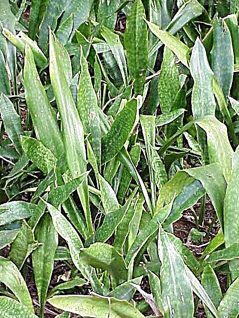 Cómo deshacerse de las plantas de serpiente: la planta de la lengua de la suegra es invasiva