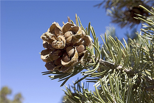 D'où viennent les noix de pin: en savoir plus sur la culture des arbres à pignons de pin