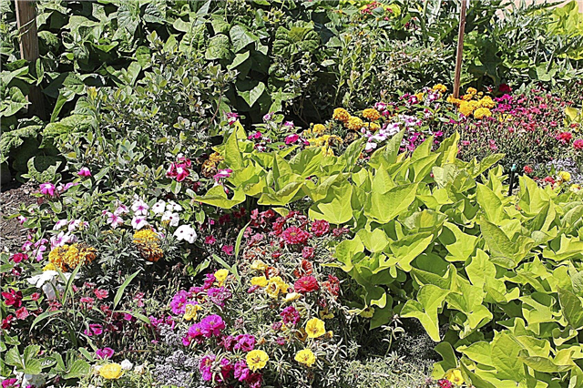 Créer une cour avant comestible - Conseils pour les jardins avant