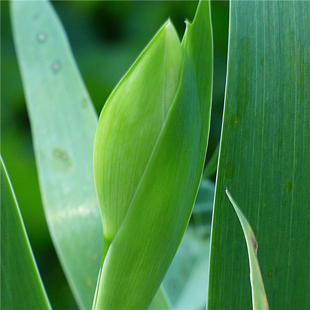 Prečo Irises Bloom: Čo robiť pre rastliny Iris, ktoré kvitnú