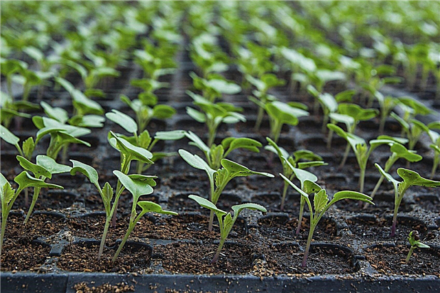 إنبات بذور القرنبيط: نصائح حول زراعة بذور القرنبيط