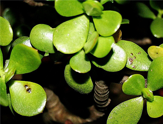 Taches noires sur une plante de jade: raisons pour lesquelles une plante de jade a des taches noires