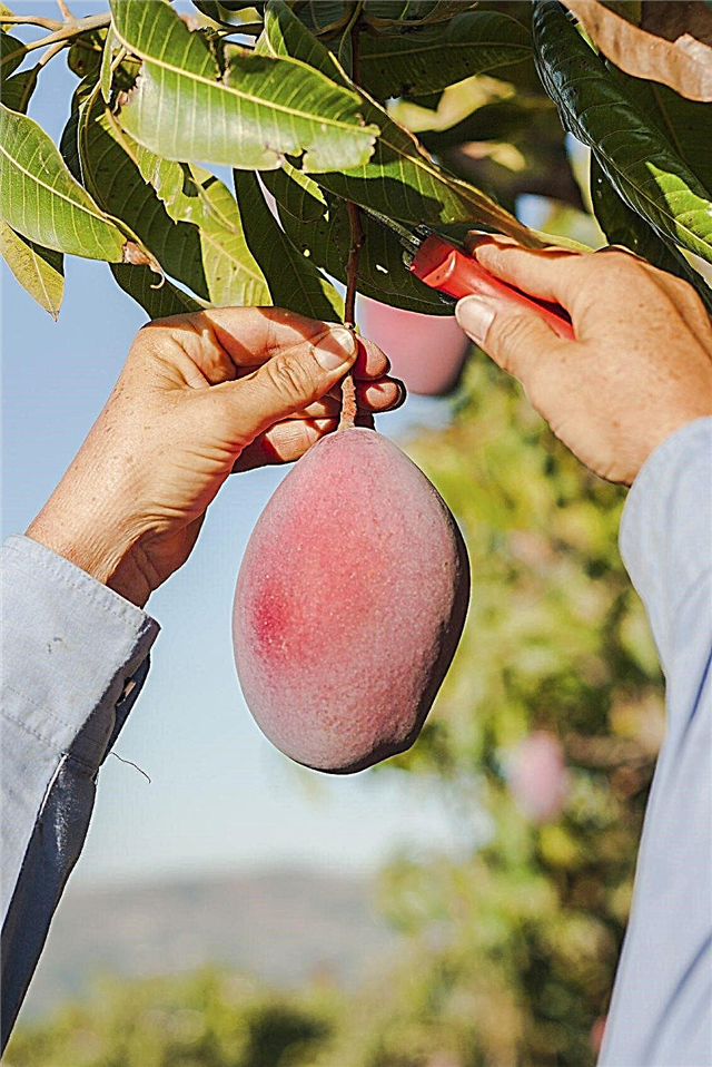 Mango Fruit Harvest - Opi, miten ja miten korjata mango Fruit