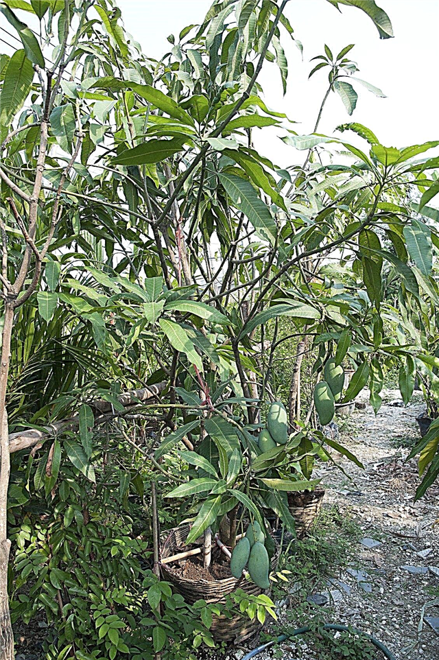 Mango-snoeigids: leer wanneer en hoe een mangoboom te knippen
