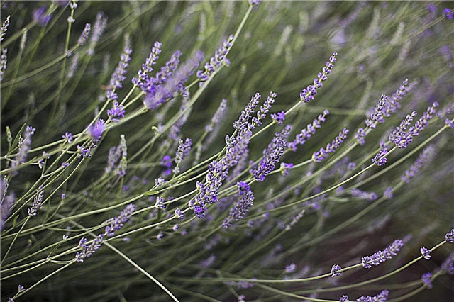 Lavendelväxtvård: skäl till droppande lavendelväxter