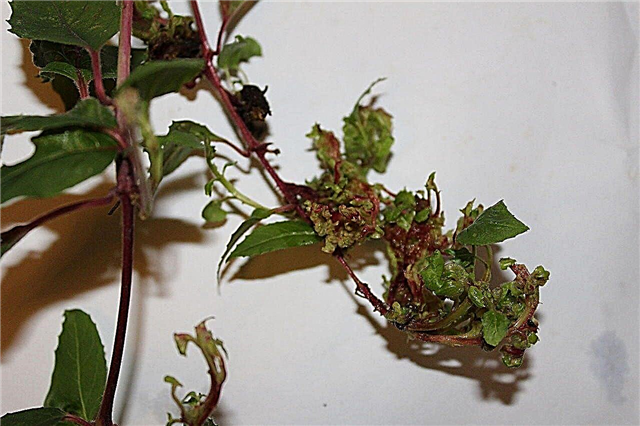Agallas de plantas fucsias: consejos para controlar los ácaros de agallas fucsias