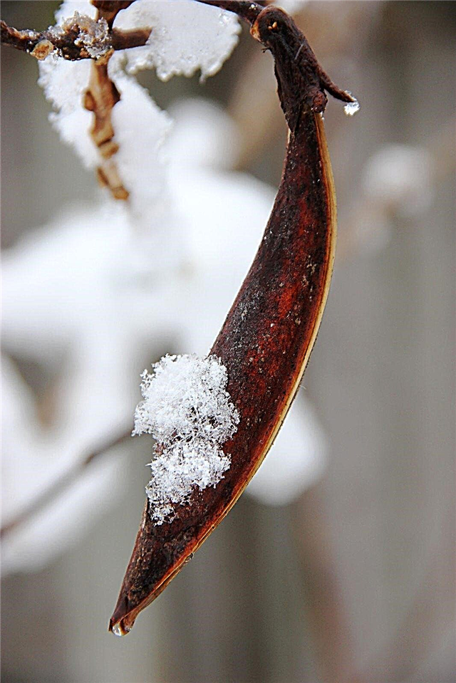 „Trompet Vine“ žiemos priežiūra: rūpinimasis trimito vynmedžių žiemą