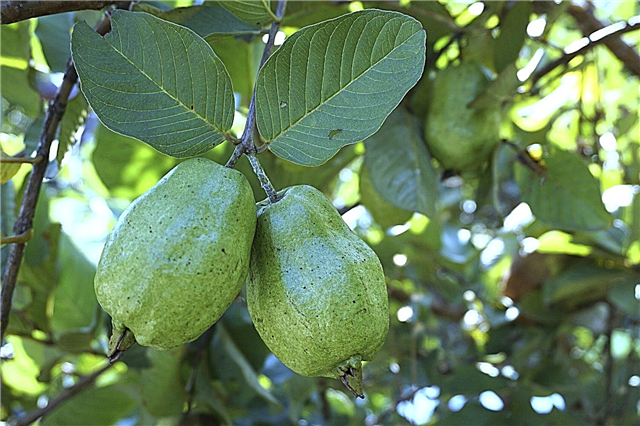 Tipps zum Ernten von Guaven - Wann ist die Guavenfrucht reif?