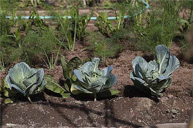 Companion Planting Cauliflower: Wat zijn bloemkoolgezelplanten