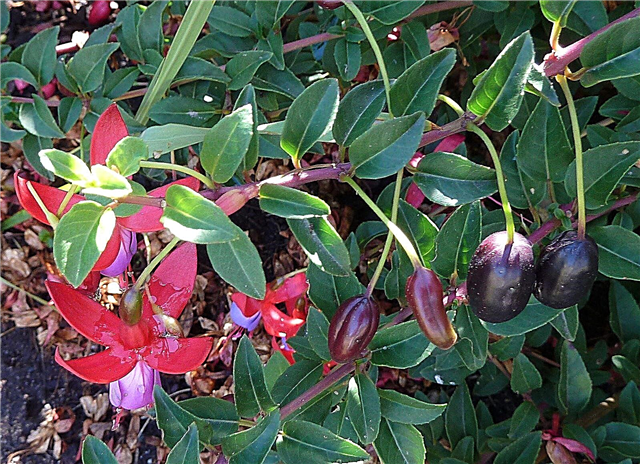 Gemme Fuchsia frøbælge: Hvordan høster jeg Fuchsia frø