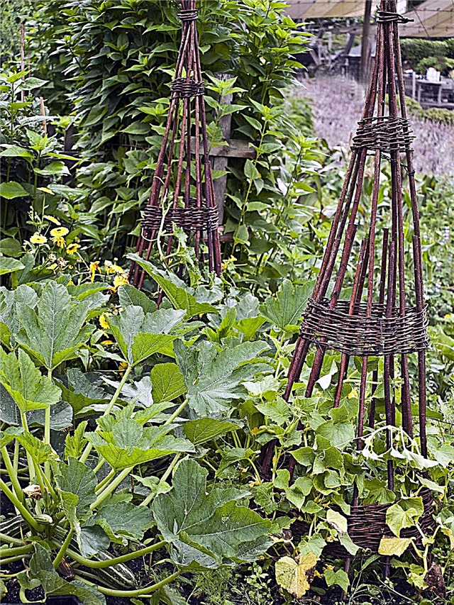 Zucchini Plant Companions: Φυτά που είναι συμβατά με τα κολοκύθια