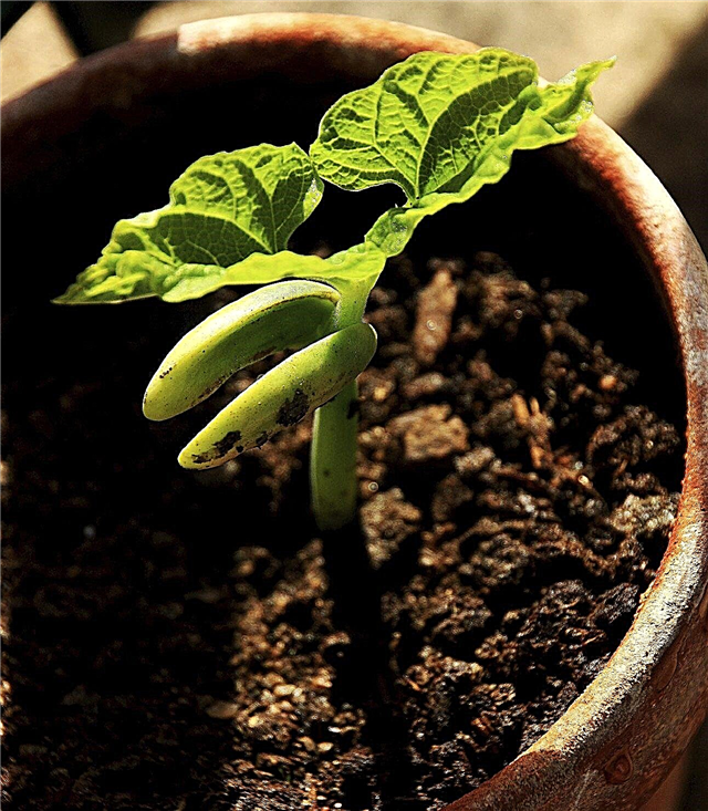 Что такое фасоль адзуки: узнайте о выращивании фасоли адзуки