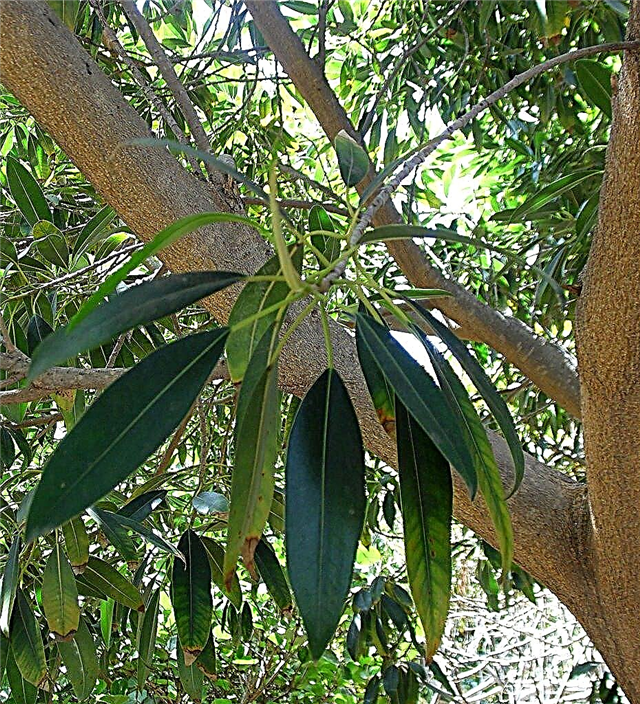 عنب أوراق الموز: تعرف على أشجار تين أوراق الموز
