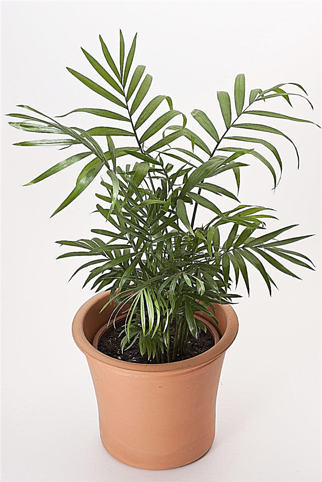 Parlor Palm Houseplants: Cómo cuidar una planta de palmera Parlor