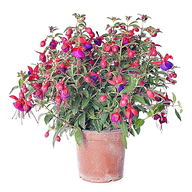 Fuchsias ca plante de casă: sfaturi pentru creșterea Fuchsias în interior