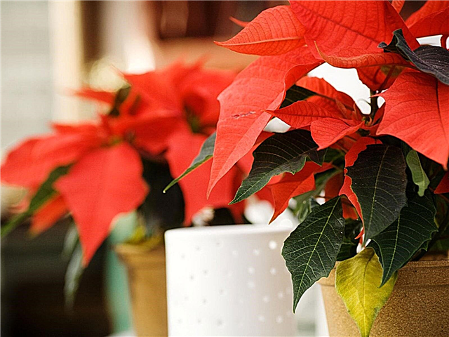 Poinsettia-zorg na Kerstmis: wat te doen met kerststerren na vakantie