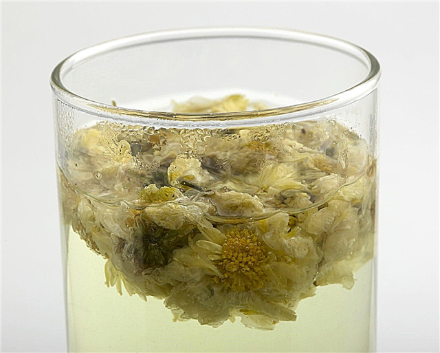 Lutte antiparasitaire biologique du jardin: utilisation du chrysanthème pour la lutte antiparasitaire