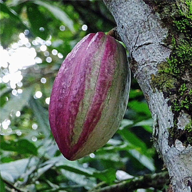Biji Pohon Kakao: Tips Menanam Pohon Kakao