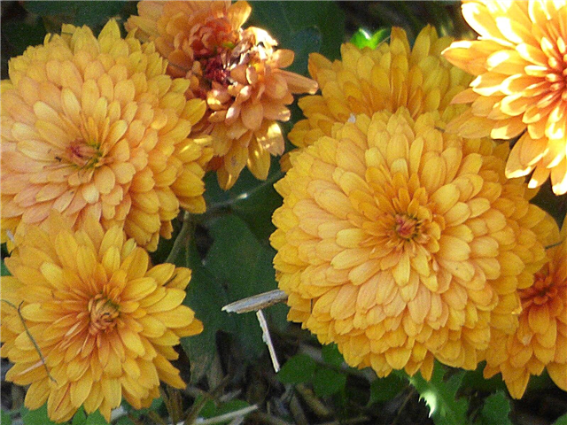 Información del crisantemo: crisantemos anuales vs. perennes