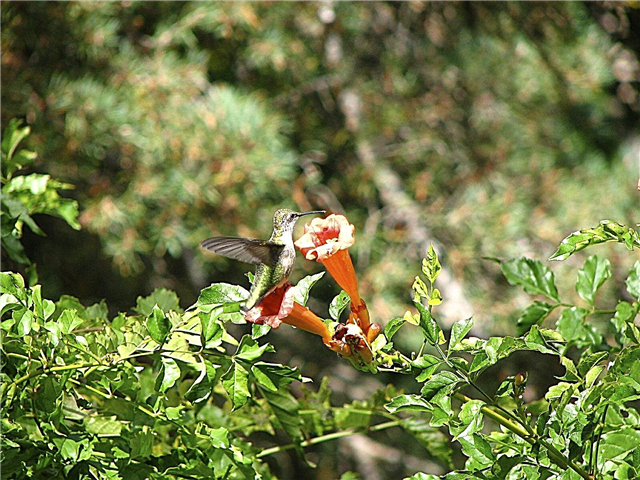 Hummingbirds And Trumpet Vine - Menarik Kolibri dengan Trumpet Vine