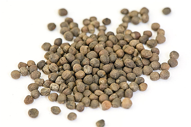 Recoltarea semințelor de conopidă: de unde provin semințele de conopidă