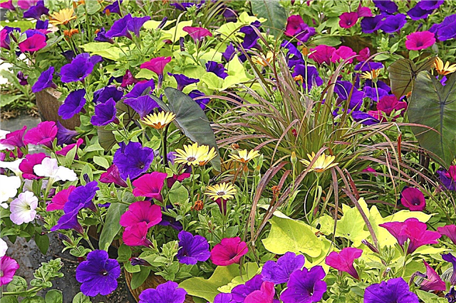Petunia Companion Planting - Dicas para escolher companheiros para petúnias