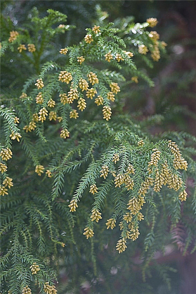 Japanese Cedar Tree Feiten - Hoe zorg je voor Japanse ceder