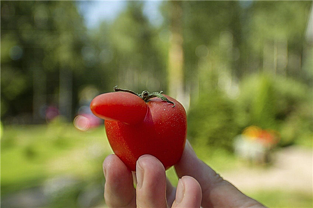 Problémy s paradajkovým ovocím - dôvody pre čudné paradajky