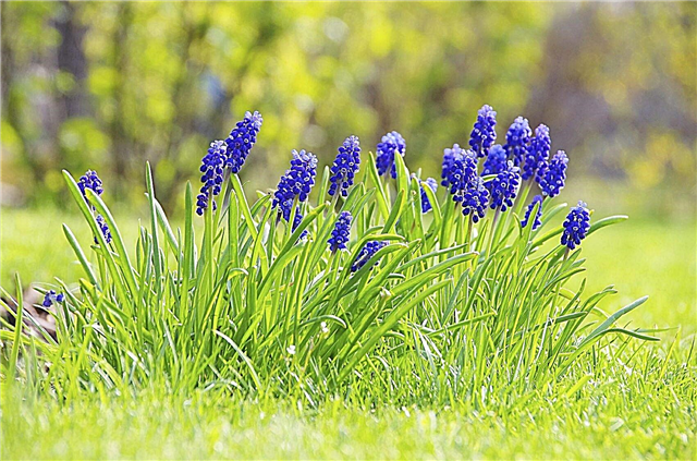 Chăm sóc Hyacinth nho trong bãi cỏ: Làm thế nào để tự nhiên hóa củ Hyacinth nho