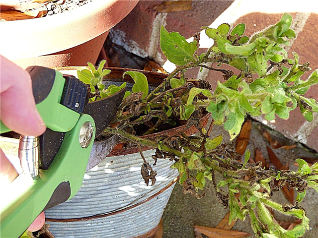 Poda de petunias: información sobre la reducción de plantas de petunia