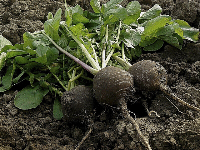 Informações sobre rabanete preto: Aprenda a cultivar plantas de rabanete preto