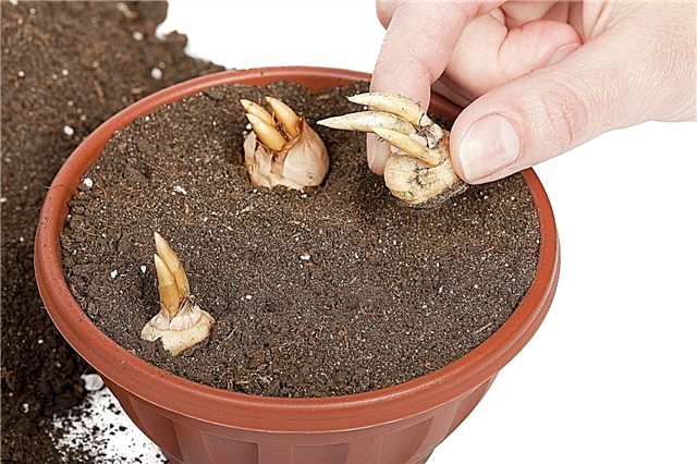 Plantera lökar i krukor - Lär dig hur man planterar lökar i behållare