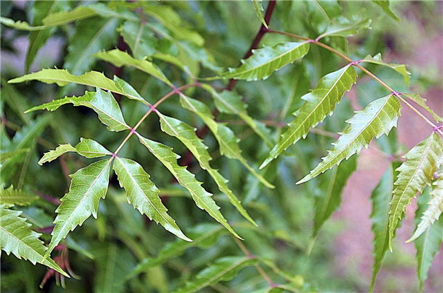 Información del árbol de neem: aprenda a cultivar un árbol de neem