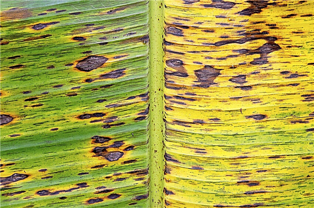 Infos zu Bananenpflanzenschädlingen - Erfahren Sie mehr über Bananenpflanzenkrankheiten