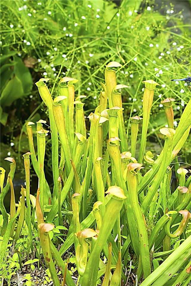 Informations sur les plantes de pichet: Cultiver des plantes de pichet dans le jardin