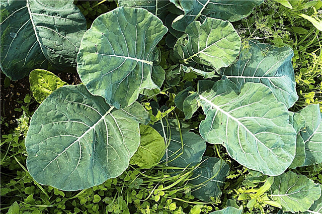 Ensalada de invierno Verdes: Consejos para cultivar verduras en invierno