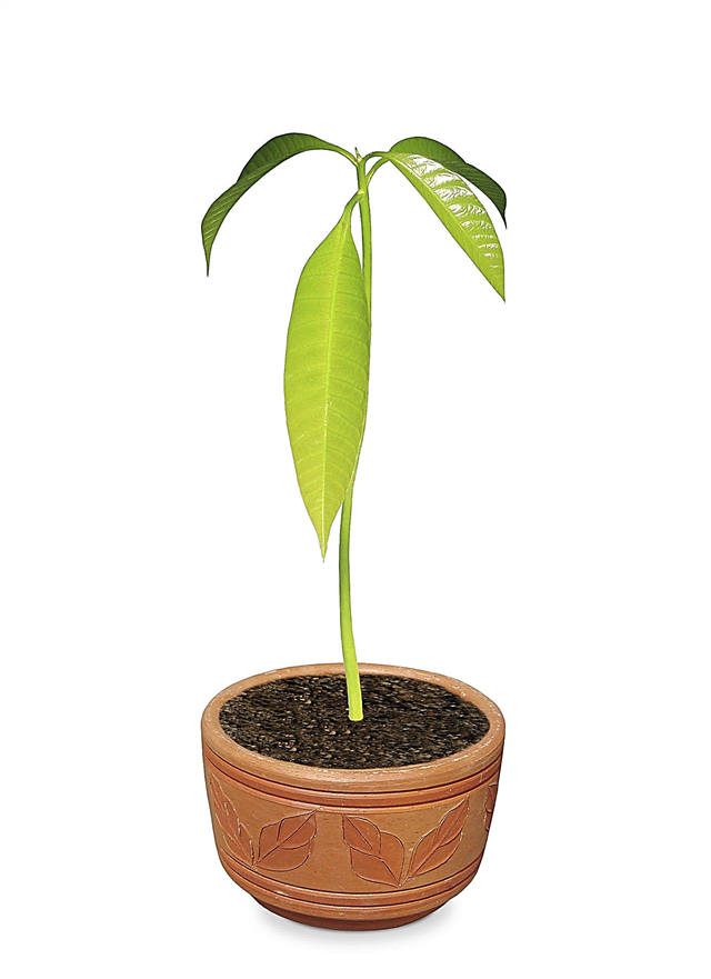 कंटेनर हो गए आम के पेड़ - How to Grow Mango Trees in Pots
