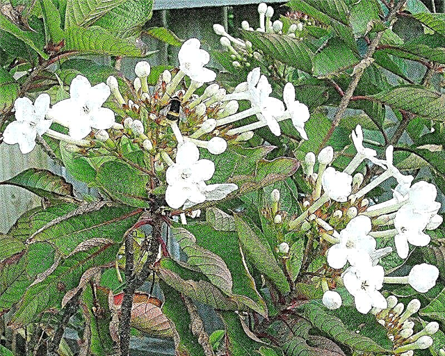 Chăm sóc cây Luculia: Tìm hiểu cách trồng Luculia