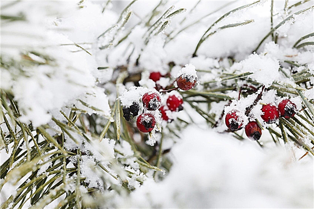 Yew Winter Damage: نصائح حول علاج الضرر الشتوي على Yews