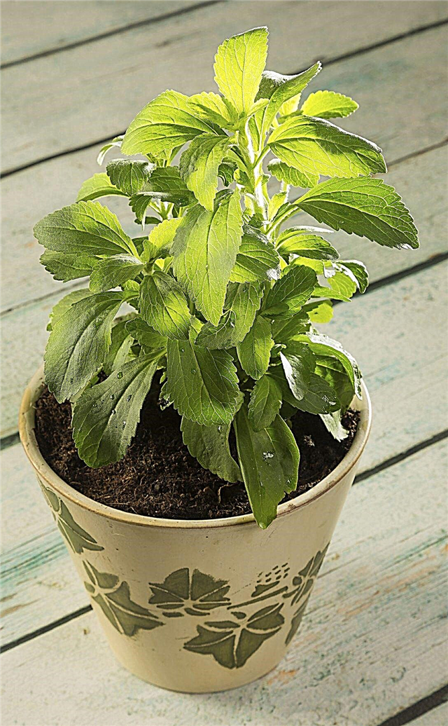 Stevia-Pflanzen im Winter anbauen: Kann Stevia über den Winter angebaut werden?