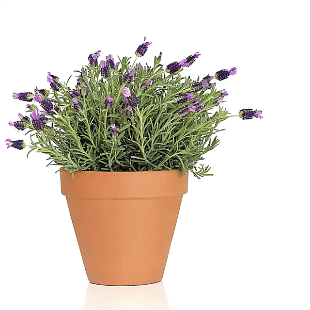 Laventelin säilytysastian hoito: Vinkkejä laventelin kasvattamiseen ruukuissa