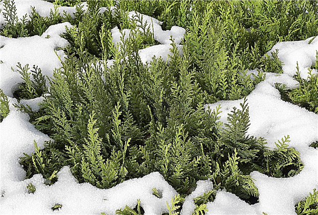 Arborvitae الرعاية الشتوية: ما يجب القيام به حيال الأضرار الشتوية في Arborvitae