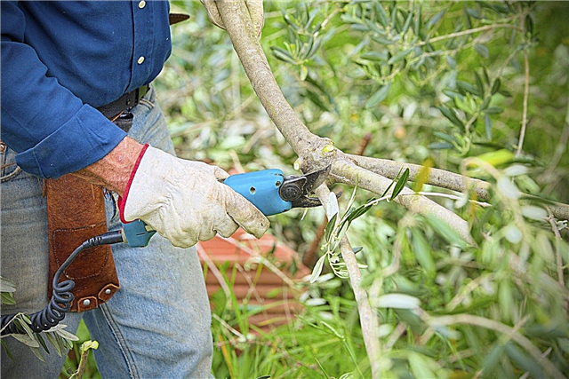 Olivenbäume beschneiden - Erfahren Sie, wann und wie Sie Olivenbäume beschneiden