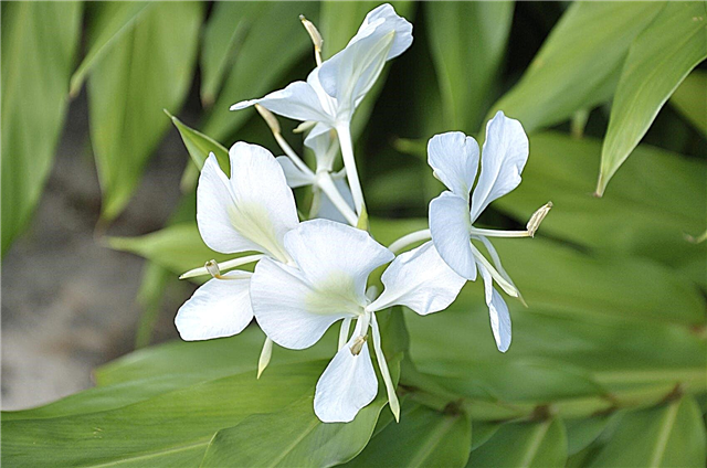 Hedychium Ginger Lily Info: Tipy pro péči o motýlové zázvorové lilie